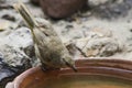 Ã¢â¬Å½Streak-eared bulbul drinks clear water in brown tray